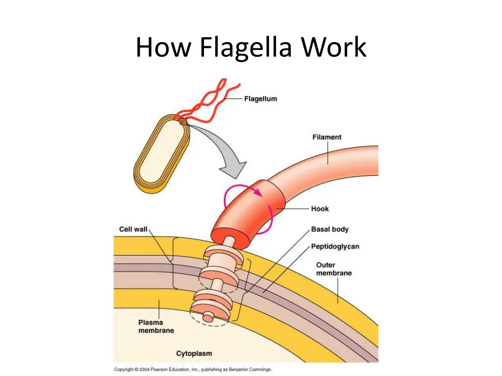how flagella work