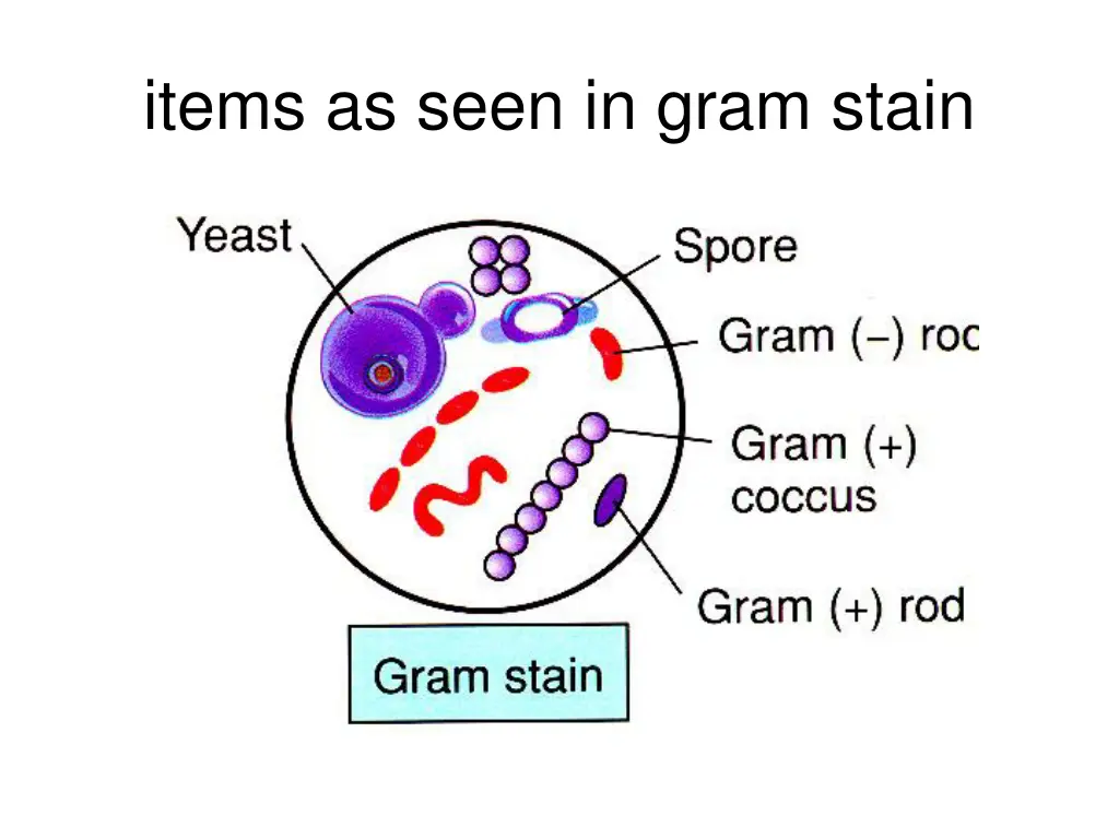 items as seen in gram stain