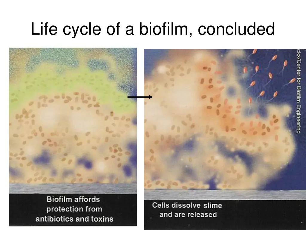 life cycle of a biofilm concluded
