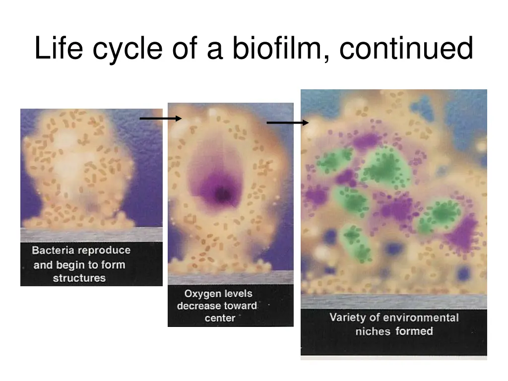 life cycle of a biofilm continued