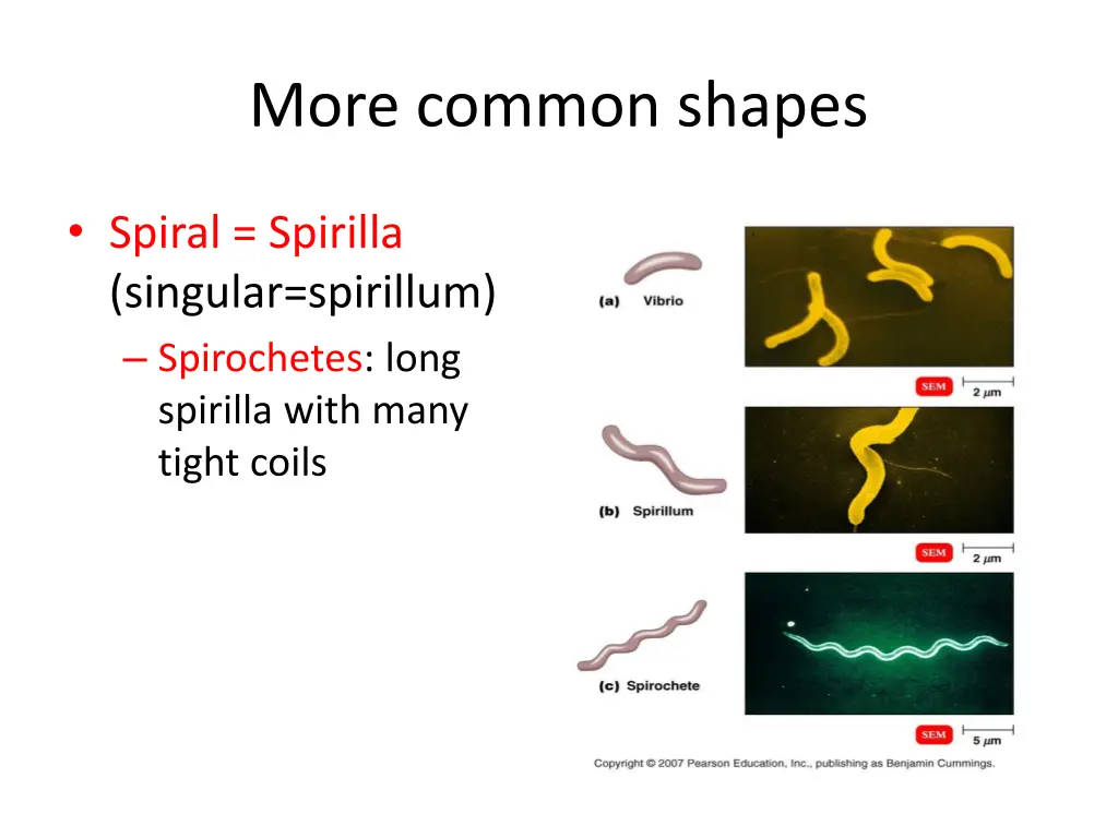more common shapes