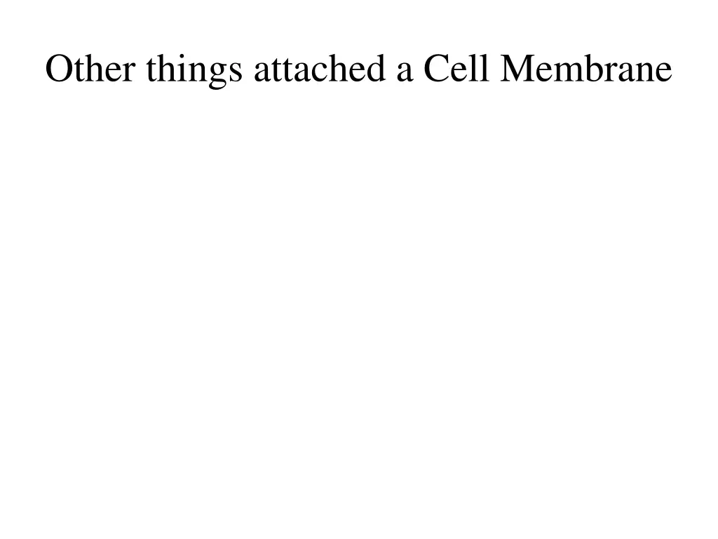 other things attached a cell membrane