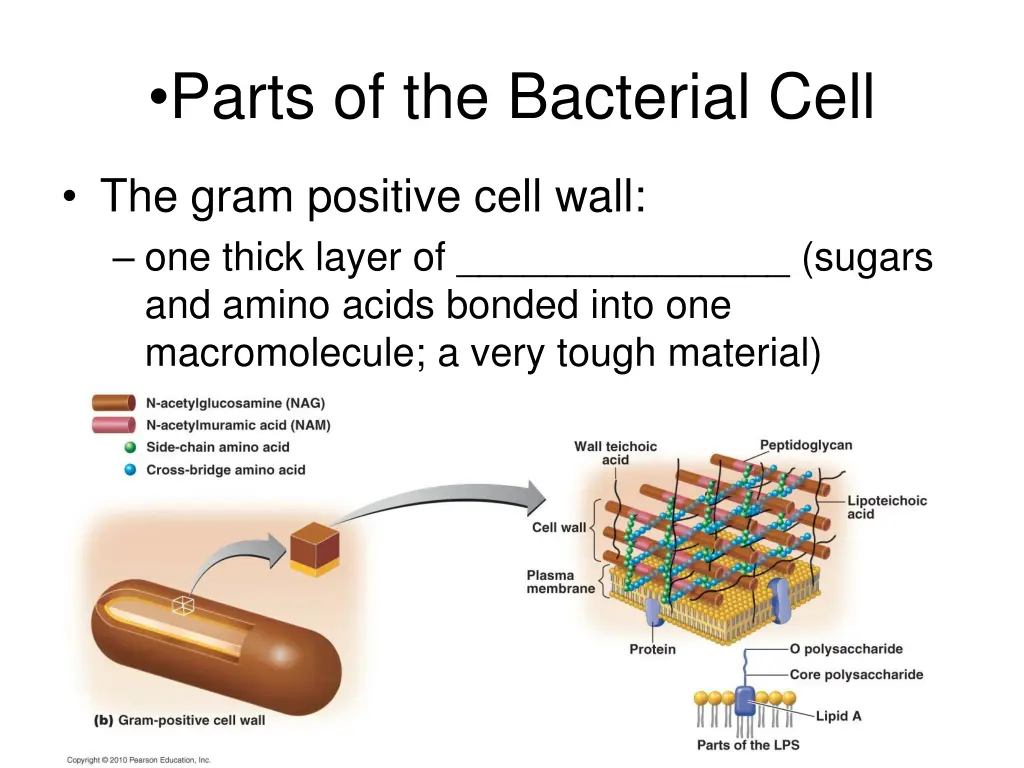 parts of the bacterial cell 1