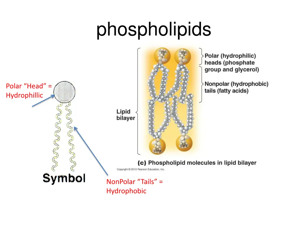 phospholipids