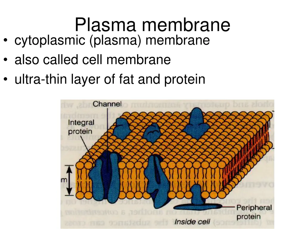 plasma membrane cytoplasmic plasma membrane also