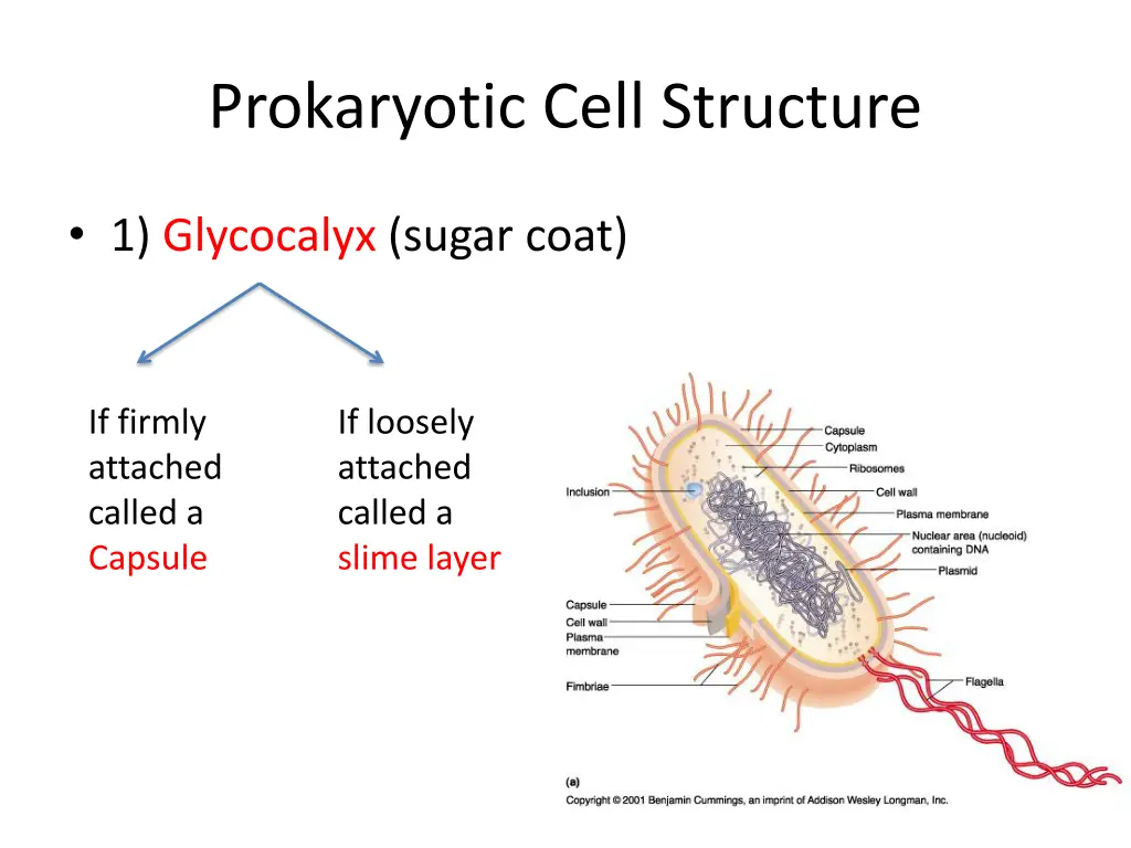prokaryotic cell structure