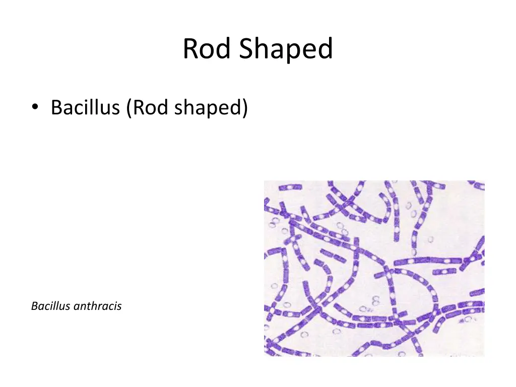 rod shaped
