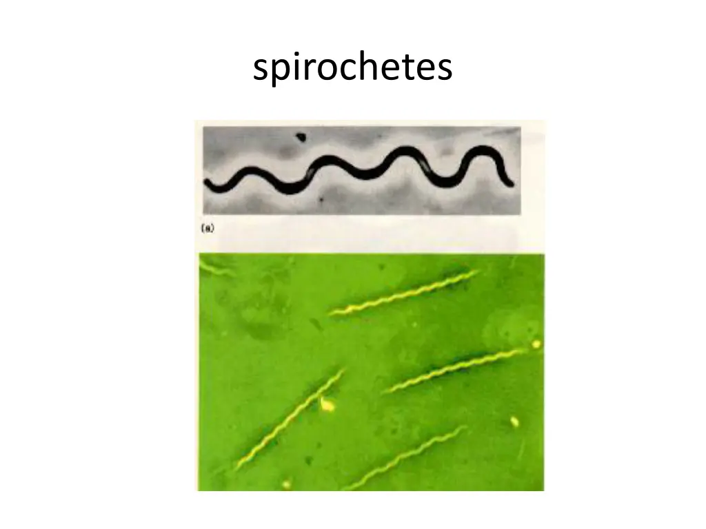 spirochetes