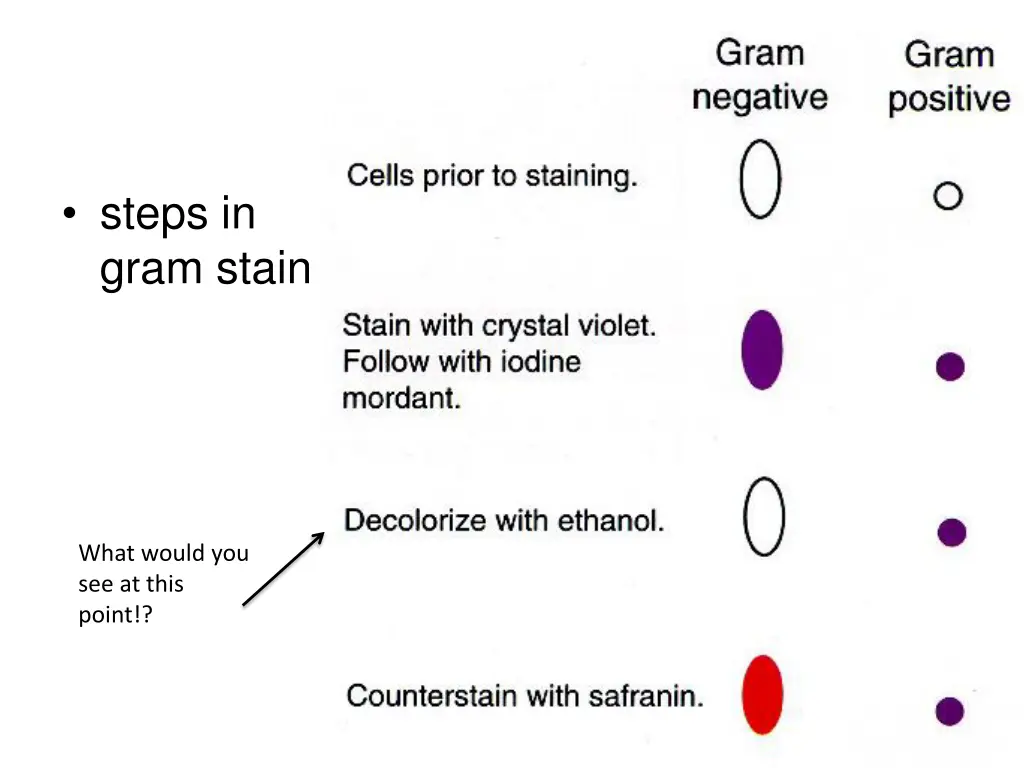 steps in gram stain