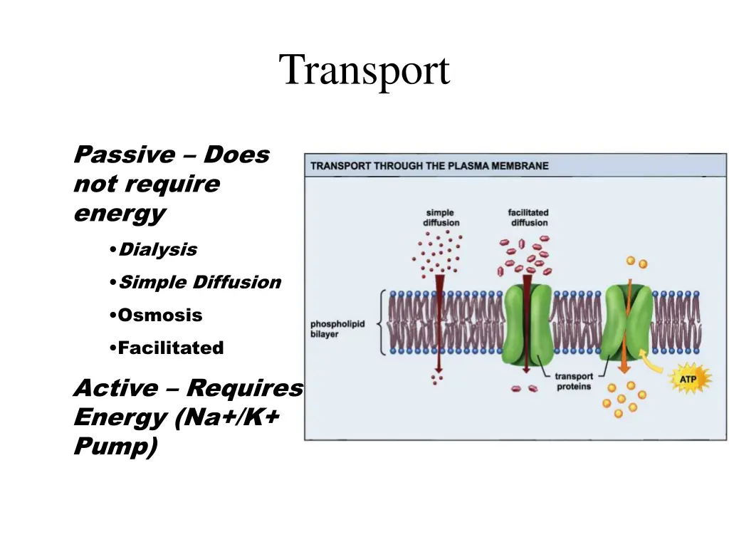 transport