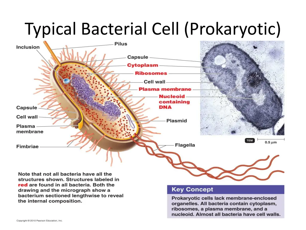 typical bacterial cell prokaryotic
