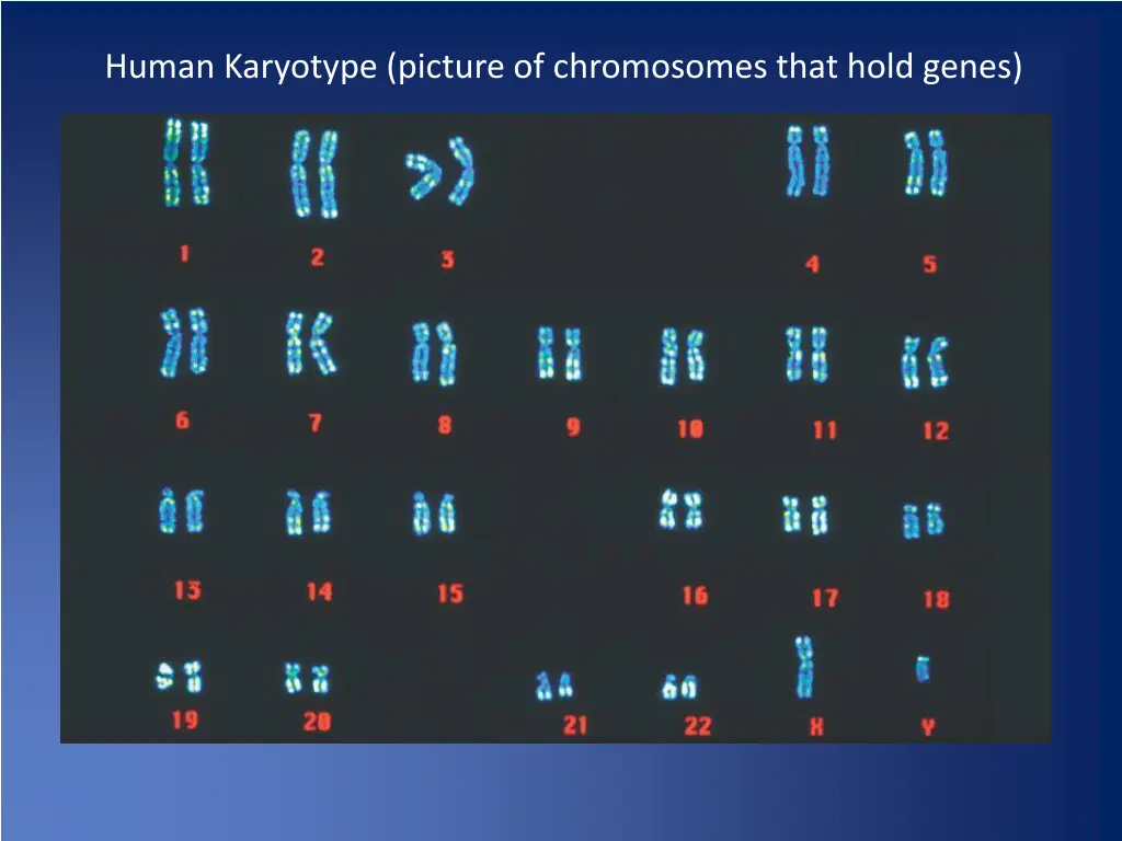 human karyotype picture of chromosomes that hold