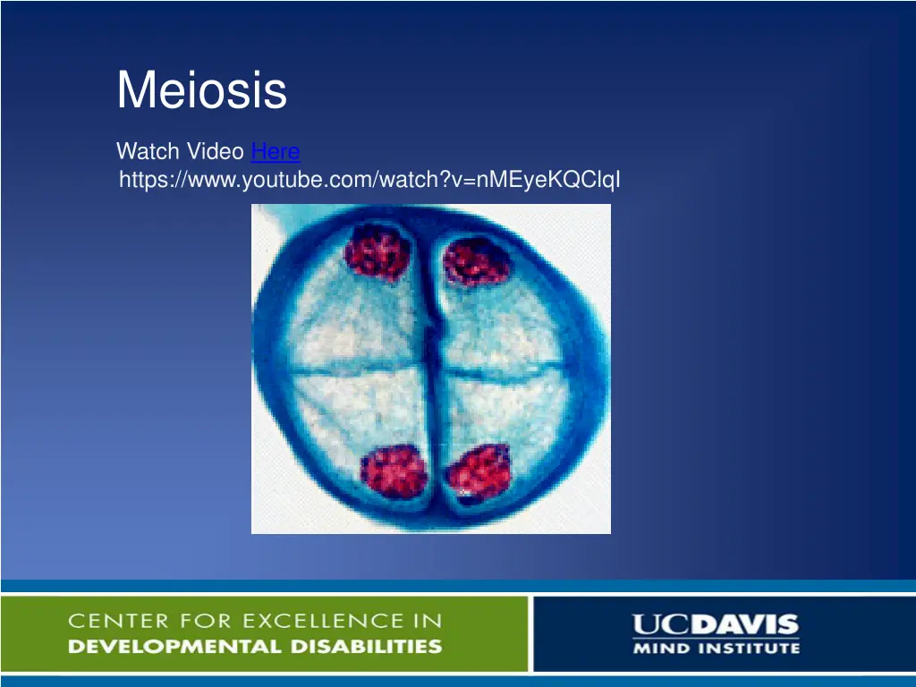 meiosis