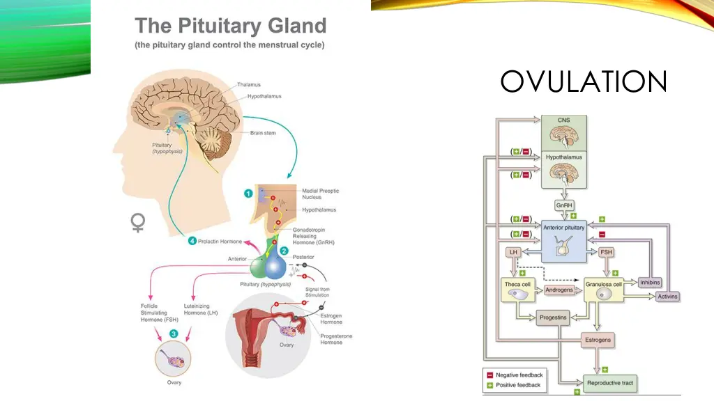 ovulation