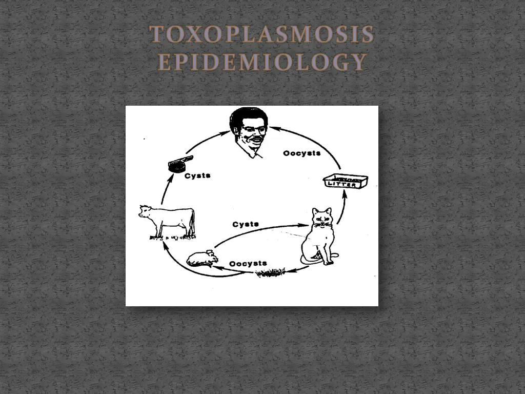 toxoplasmosis epidemiology