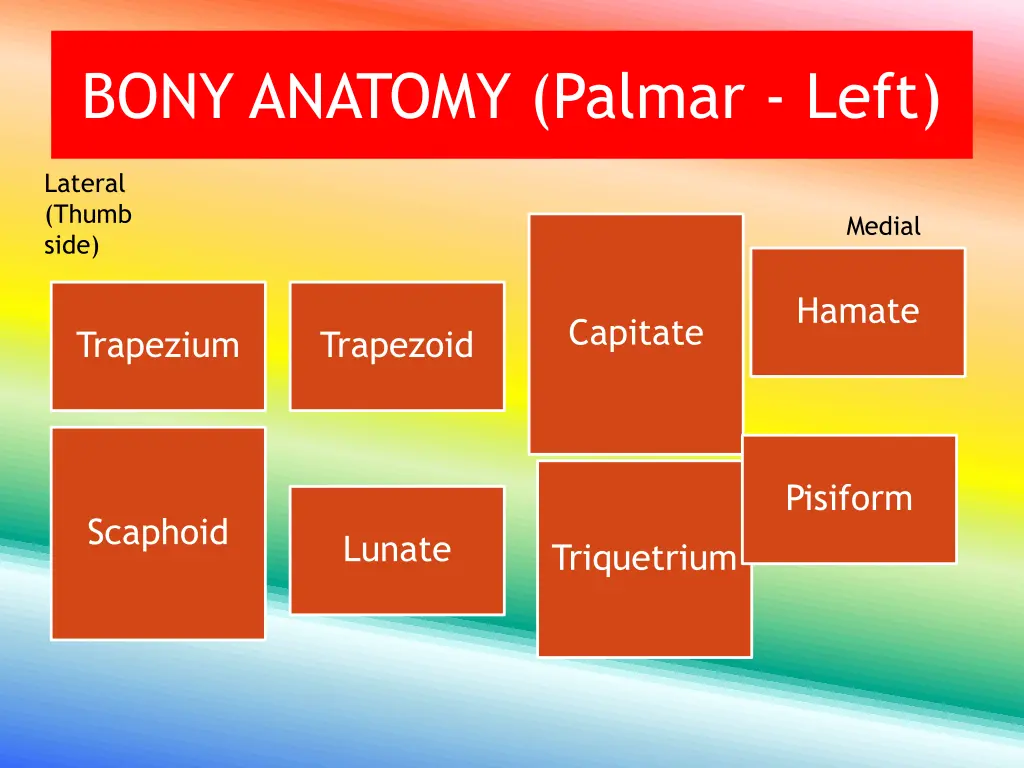 bony anatomy palmar left