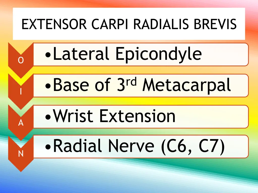 extensor carpi radialis brevis