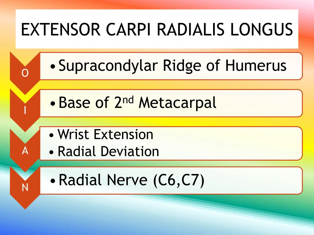 extensor carpi radialis longus