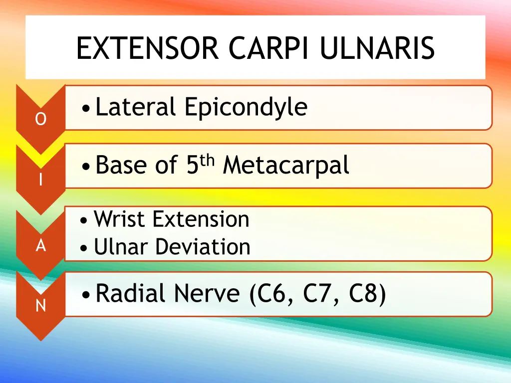 extensor carpi ulnaris
