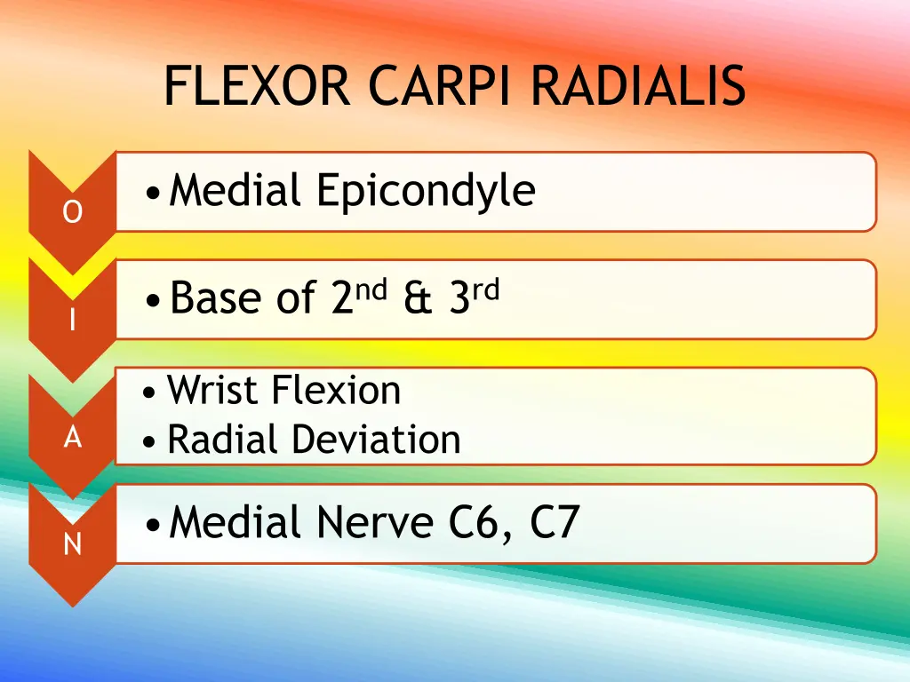 flexor carpi radialis