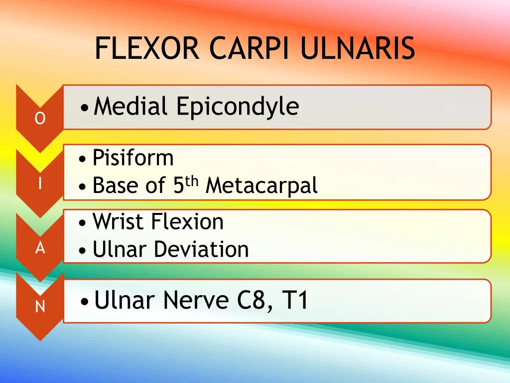 flexor carpi ulnaris