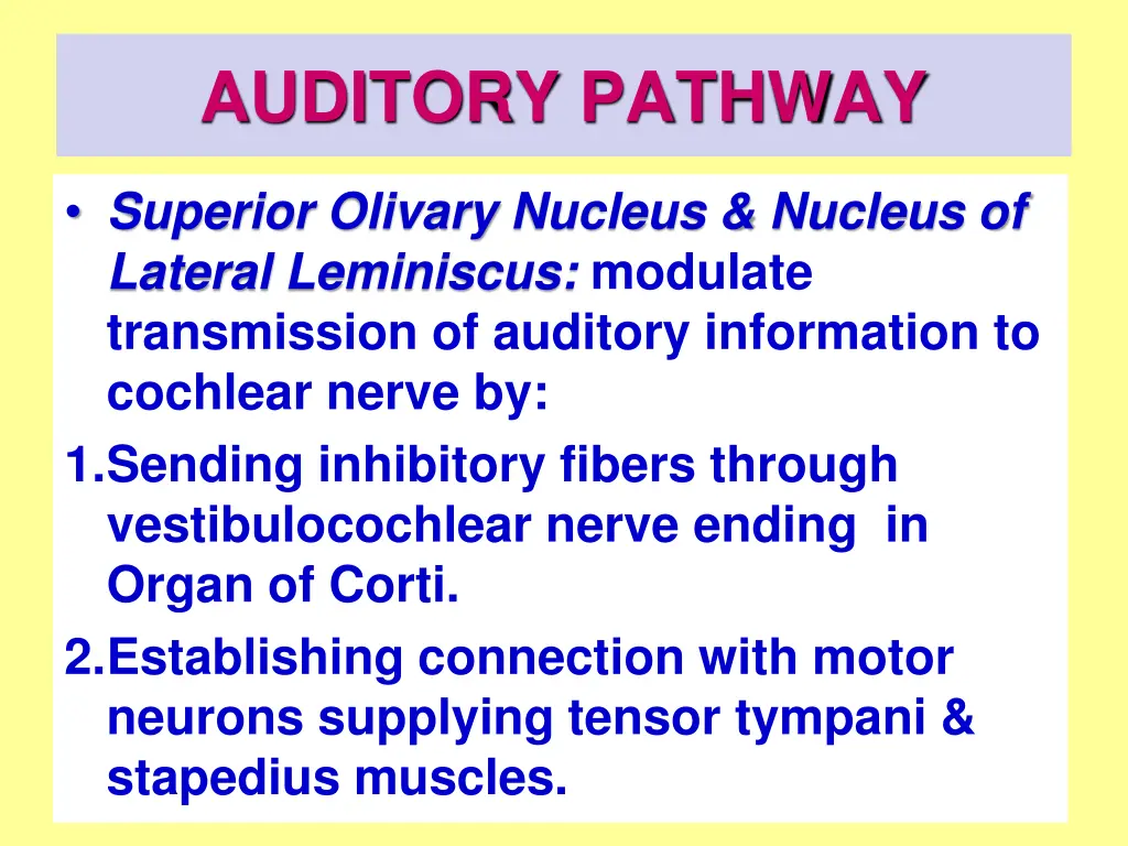 auditory pathway 4