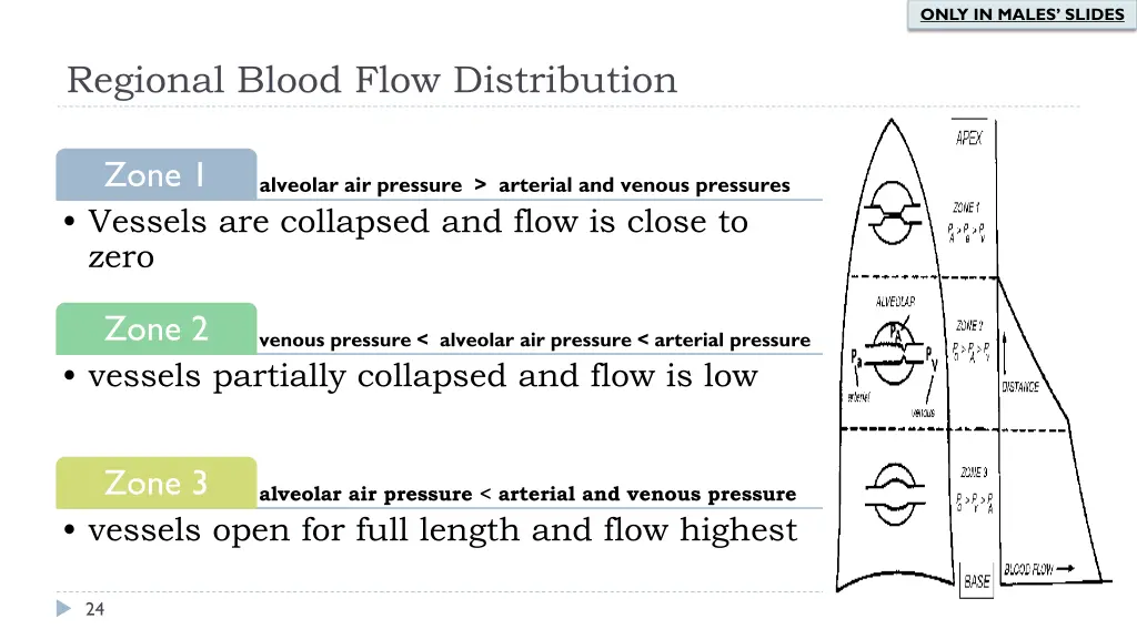 only in males slides 8
