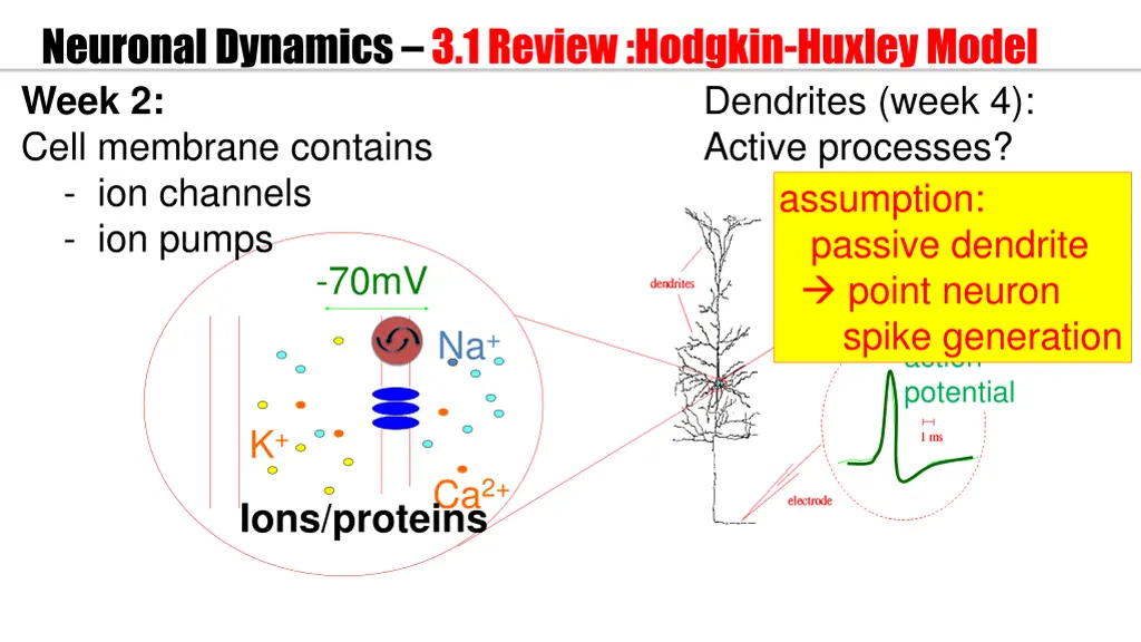 neuronal dynamics 3 1 review hodgkin huxley model 1