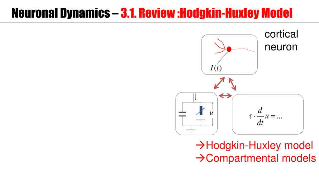 neuronal dynamics 3 1 review hodgkin huxley model