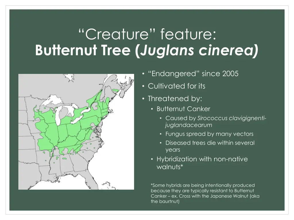 creature feature butternut tree juglans cinerea 1
