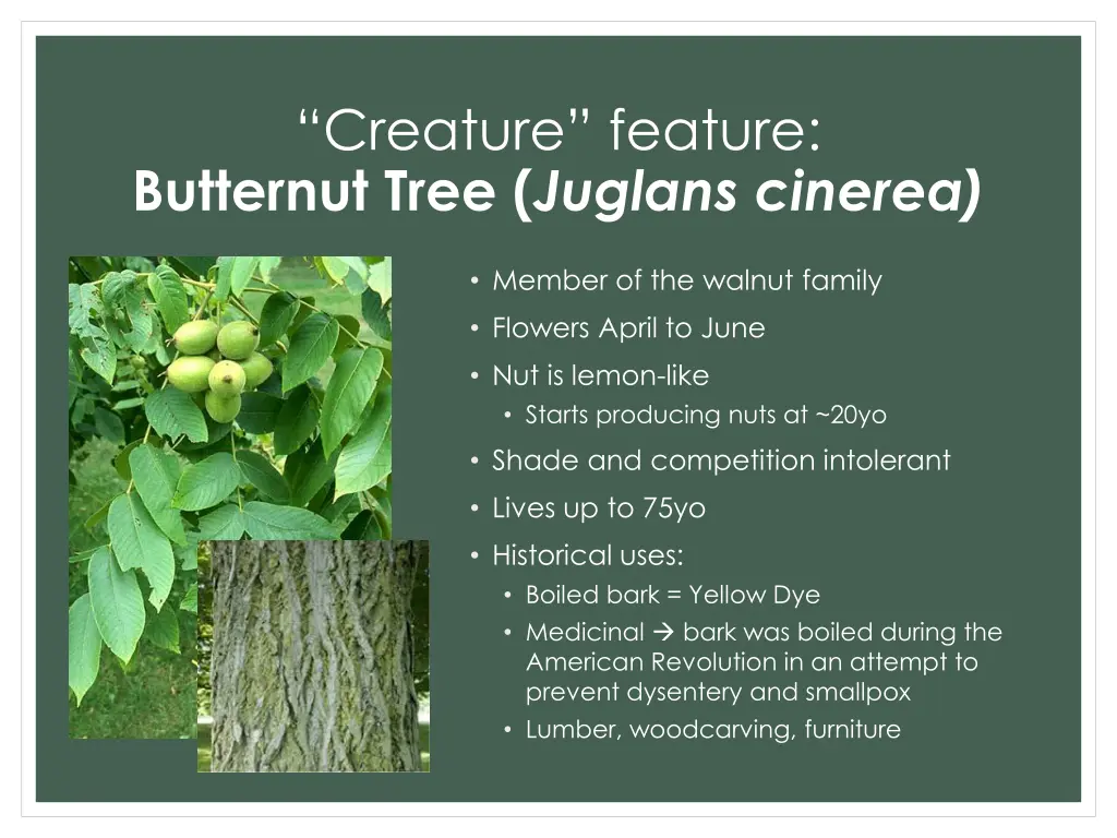 creature feature butternut tree juglans cinerea