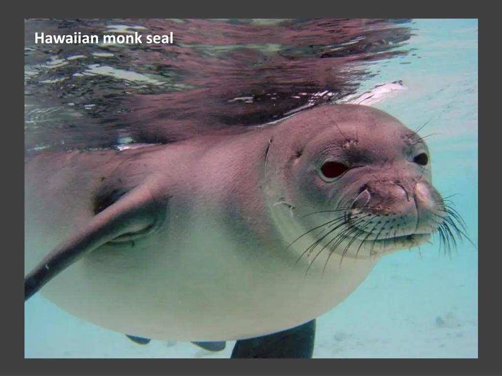 hawaiian monk seal