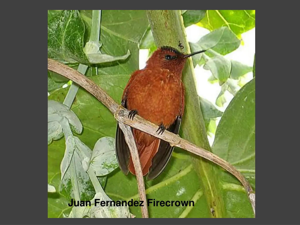 juan fernandez firecrown