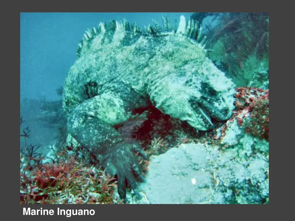 marine inguano