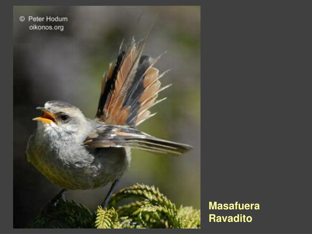masafuera ravadito