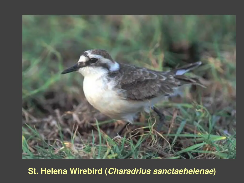 st helena wirebird charadrius sanctaehelenae 1