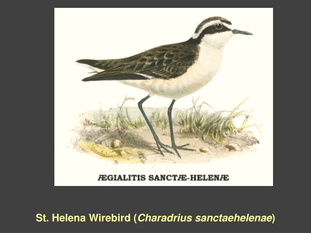 st helena wirebird charadrius sanctaehelenae