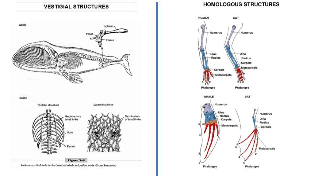 homologous structures