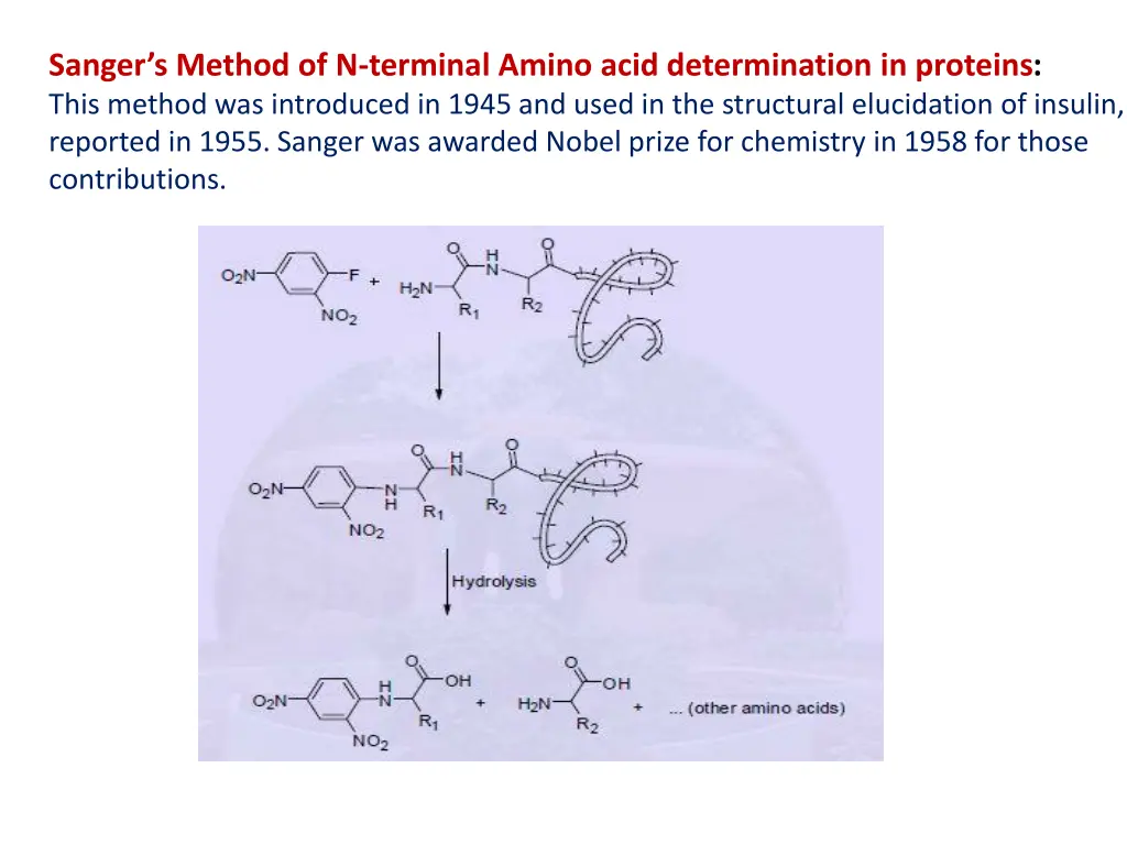 sanger s method of n terminal amino acid