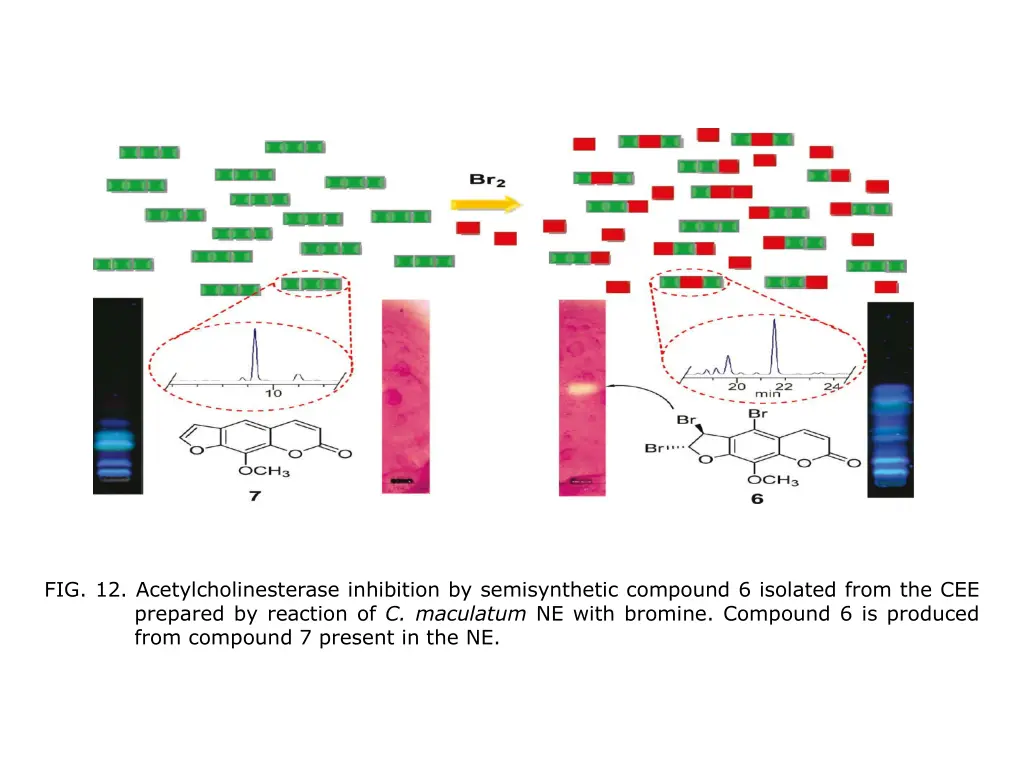 fig 12 acetylcholinesterase inhibition