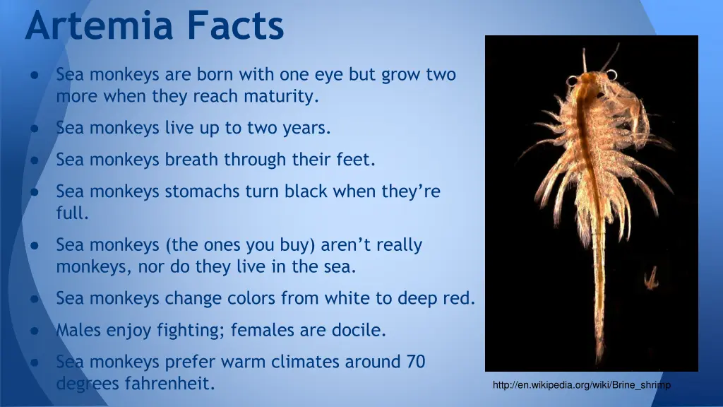 artemia facts