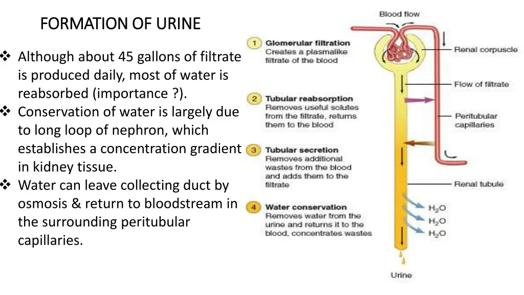 formation of urine formation of urine