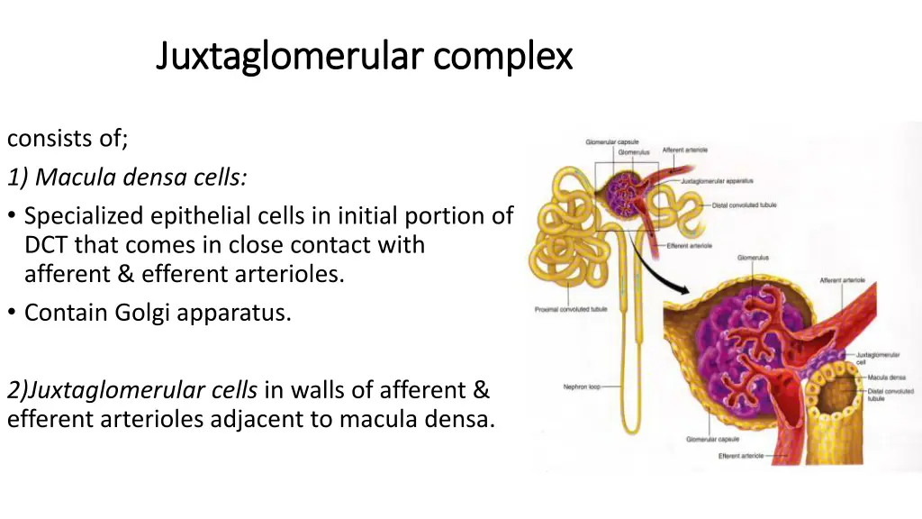 juxtaglomerular complex juxtaglomerular complex