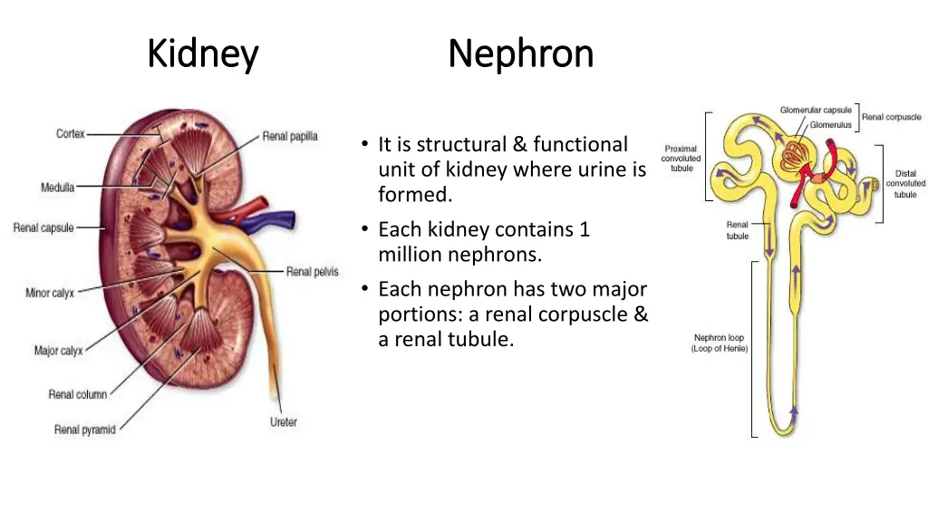 kidney nephron kidney nephron