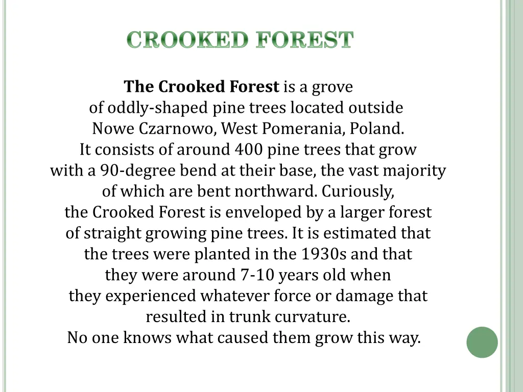 crooked forest