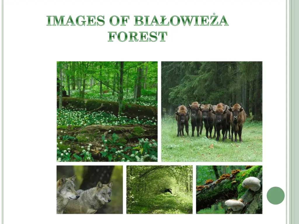 images of bia owie a forest