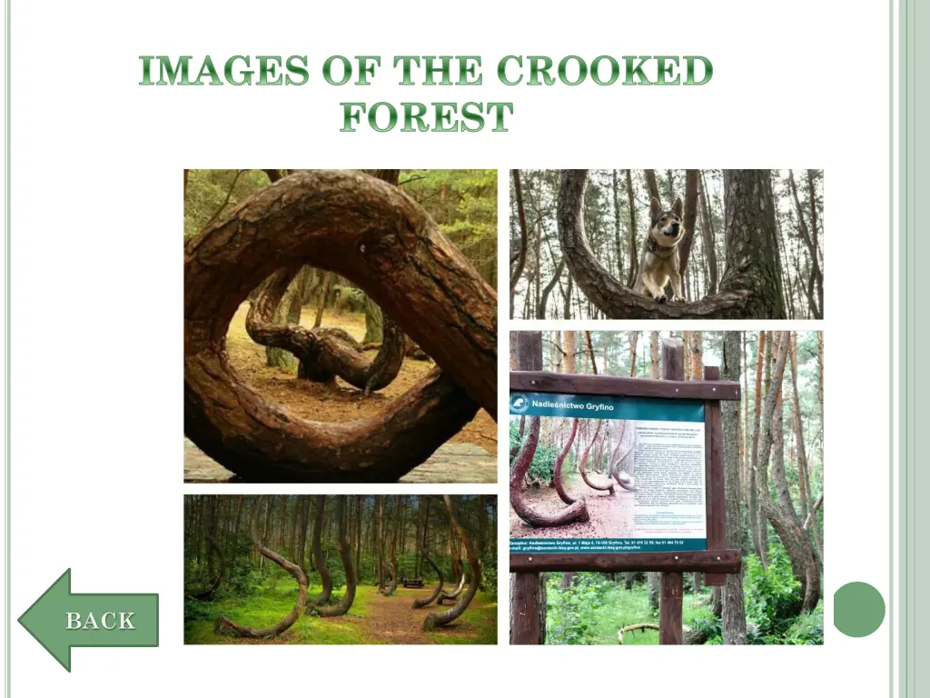 images of the crooked forest