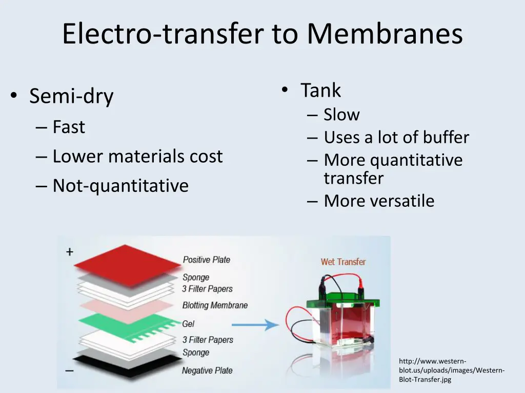 electro transfer to membranes