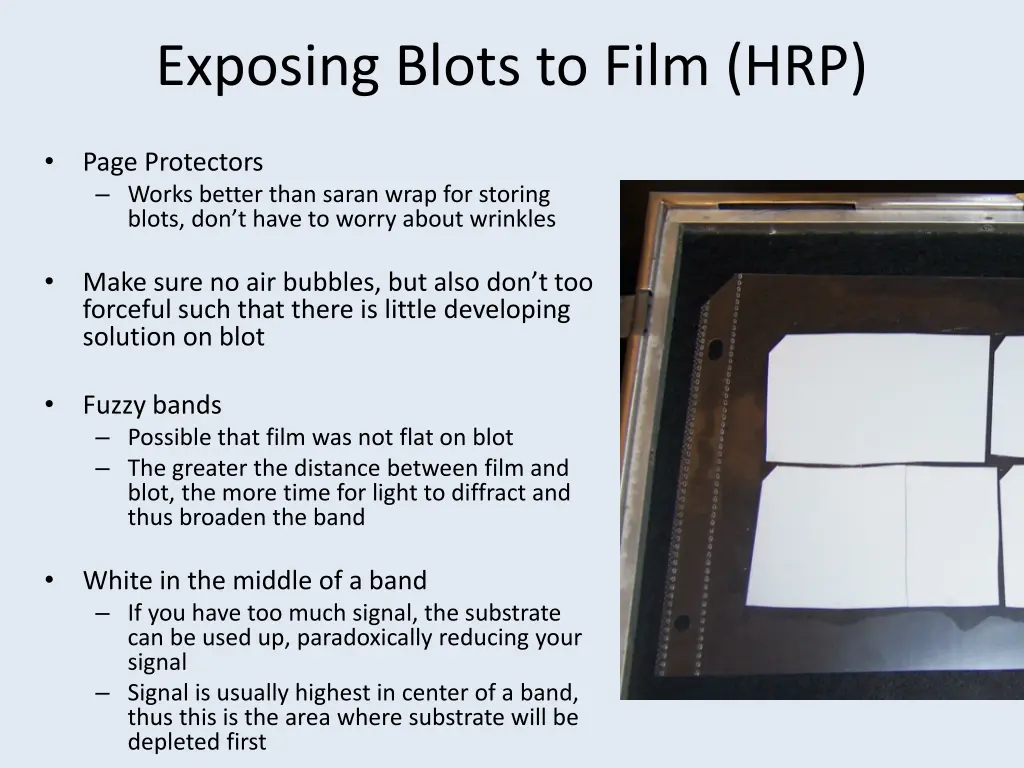 exposing blots to film hrp