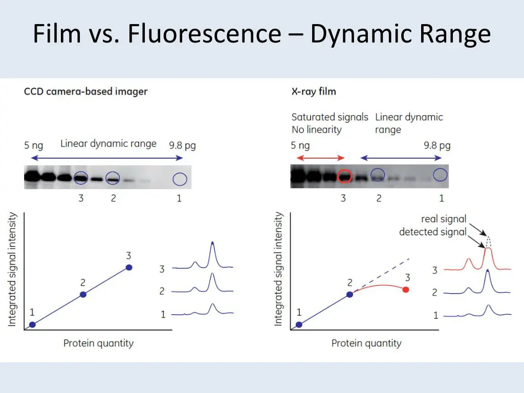 film vs fluorescence dynamic range